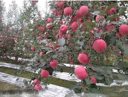 Fruit Tree Silver Polyester Film , Agricultural Aluminized VMCPP Mulch Film