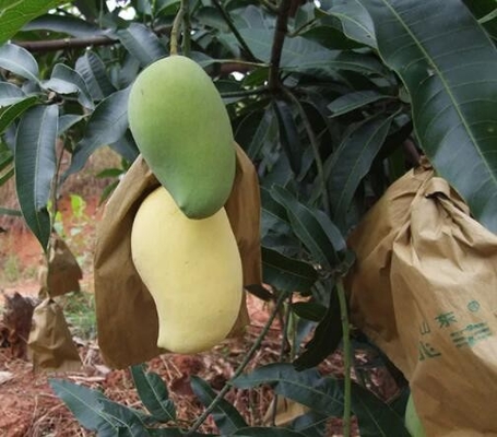 Waterproof Mango Covering Bags Fruit Protection Bag For Sri Lanka Marketing