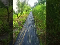 PP with UV High Permeability Black And Green Weed Control Mat Woven Roving Agricultural