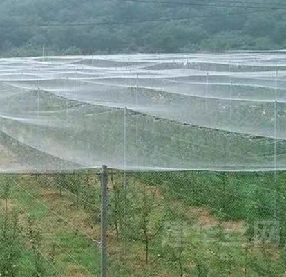Good Bird Insect Protection Net Hail Proof Net White Anti Bee Net for Tree Crop Protection