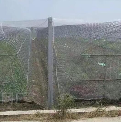 Good Bird Insect Protection Net Hail Proof Net White Anti Bee Net for Tree Crop Protection