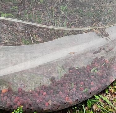 Green Customized Bug Insect Protection Crop Net For Fruit Trees Vegetable Gardens House Factory