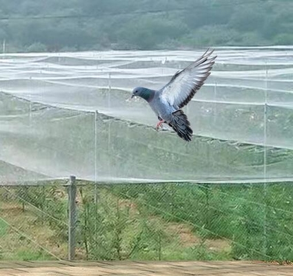 Green Customized Bug Insect Protection Crop Net For Fruit Trees Vegetable Gardens House Factory