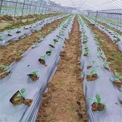 Agriculture  Mulch Film for Weed Restain Soil Temperature and Moisture Retention V6