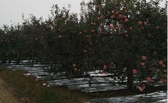 Width 20-2300mm Apple Tree Flective Agriculture Metalized CPP Film